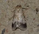 Sympistis deceptiva - Hodges#10088 - photo 3