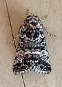 Sympistis definita - Hodges#10151.1 - photo 2