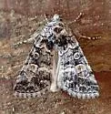 Sympistis definita - Hodges#10151.1 - photo 3