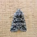 Sympistis definita - Hodges#10151.1 - photo 4