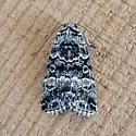 Sympistis definita - Hodges#10151.1 - photo 5