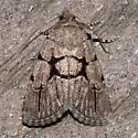Sympistis dinalda - Hodges#10066.1
