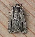 Sympistis dinalda - Hodges#10066.1 - photo 2