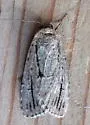 Sympistis dinalda - Hodges#10066.1 - photo 3