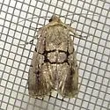 Sympistis dinalda - Hodges#10066.1 - photo 4