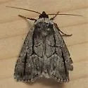 Sympistis dinalda - Hodges#10066.1 - photo 5