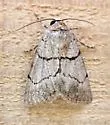 Sympistis dischorda - Hodges#10113.3