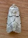Sympistis dischorda - Hodges#10113.3 - photo 2