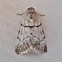 Sympistis dischorda - Hodges#10113.3 - photo 3