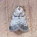 Sympistis dischorda - Hodges#10113.3 - photo 4