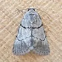 Sympistis dischorda - Hodges#10113.3 - photo 5