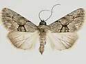 Sympistis disfigurata - Hodges#10130.1
