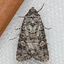 Sympistis dunbari - Hodges#10151 - photo 2
