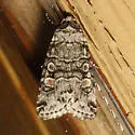 Sympistis dunbari - Hodges#10151 - photo 4