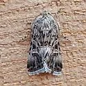 Sympistis duplex - Hodges#10093.2 - photo 2