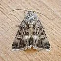 Sympistis duplex - Hodges#10093.2 - photo 3