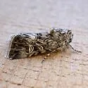 Sympistis duplex - Hodges#10093.2 - photo 4