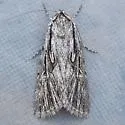 Sympistis extranea - Hodges#10145