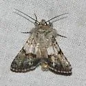 Sympistis fasciata - Hodges#10100 - photo 3