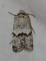 Sympistis fasciata - Hodges#10100 - photo 4