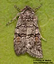 Sympistis ferrirena - Hodges#10151.2