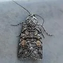 Sympistis ferrirena - Hodges#10151.2 - photo 3