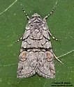 Sympistis ferrirena - Hodges#10151.2 - photo 4