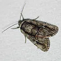 Sympistis fifia - Hodges#10066
