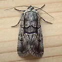 Sympistis fifia - Hodges#10066 - photo 2