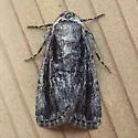 Sympistis fifia - Hodges#10066 - photo 3
