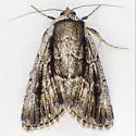 Sympistis fifia - Hodges#10066 - photo 4