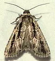 Sympistis fifia - Hodges#10066 - photo 5