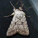 Sympistis figurata - Hodges#10130 - photo 3