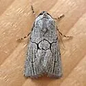 Sympistis figurata - Hodges#10130 - photo 4