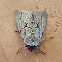 Sympistis figurata - Hodges#10130 - photo 5
