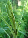 Sympistis forbesi - Hodges#10067.1 - photo 2