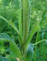 Sympistis forbesi - Hodges#10067.1 - photo 3