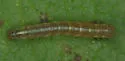 Sympistis forbesi - Hodges#10067.1 - photo 4