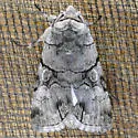 Sympistis forbesi - Hodges#10067.1 - photo 5
