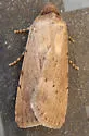 Sympistis fortis - Hodges#10068 - Sympistis fortis