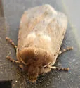 Sympistis fortis - Hodges#10068 - photo 3