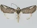 Sympistis franclemonti - Hodges#10042