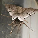 Sympistis greyi - Hodges#10131.1