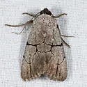 Sympistis greyi - Hodges#10131.1 - photo 2
