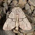 Sympistis greyi - Hodges#10131.1 - photo 3