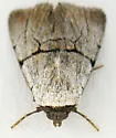 Sympistis greyi - Hodges#10131.1 - photo 5