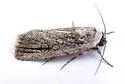 Sympistis griseicollis - Hodges#10148