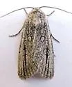 Sympistis griseicollis - Hodges#10148 - photo 2