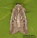 Sympistis griseicollis - Hodges#10148 - photo 3