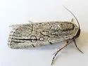 Sympistis griseicollis - Hodges#10148 - photo 4